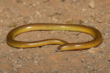 Close-up of a beautiful Cape legless skink (Acontias meleagris) in the wild