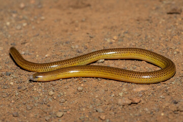 Close-up of a beautiful Cape legless skink (Acontias meleagris) in the wild