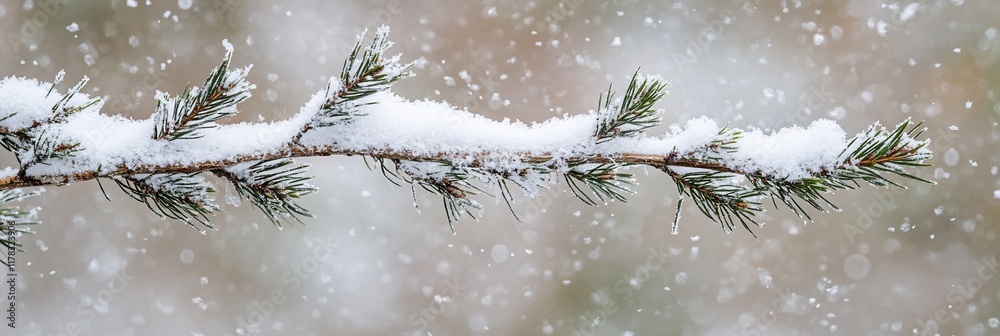 Aufkleber snow-covered pine branch during snowfall.