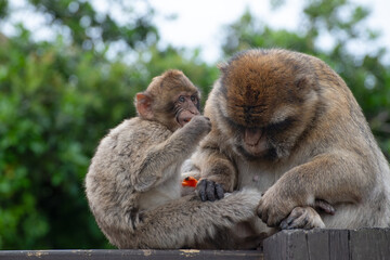 Infant Gibraltar macaques (a.k.a. Barbary apes or rock apes) feeding and embracing their mother.
