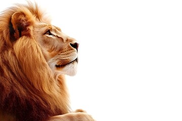 Lion on White Background.