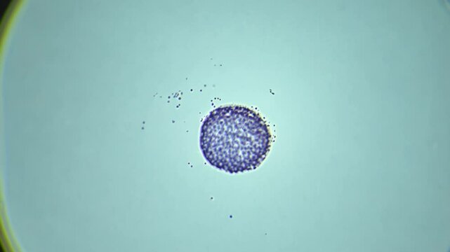 Cell undergoing division process on light microscope background