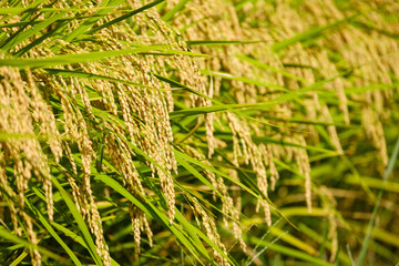 収穫間近の稲穂　お米　