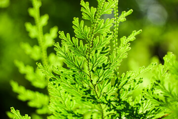 透過光で緑色に輝くシダの葉