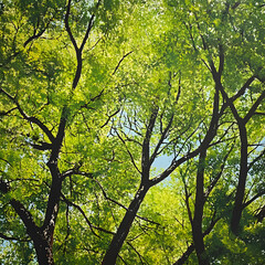 Fototapeta premium Sunlit Canopy of Green Leaves and Branches in a Tranquil Forest
