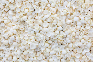 Shell Beach, Denham, Shark Bay, Western Australia, Australia