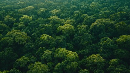 A lush green forest with trees of various sizes