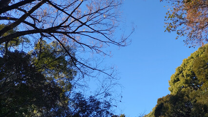 澄み渡った空と冬の木々の写真背景素材