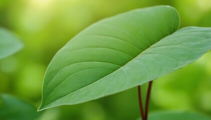 Green Natural Background. 6