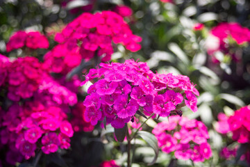 Fototapeta premium Beautiful pink flowers in the garden. Selective focus. Nature.