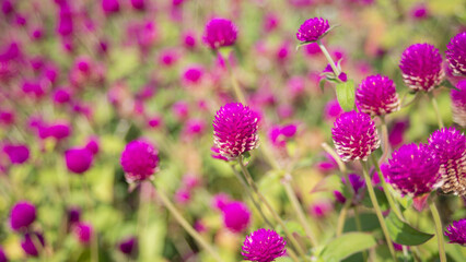 Globe amaranth or Gomphrena globosa flower