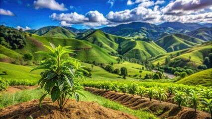 Piper methysticum plant agriculture in Fiji with lush green hills and blue sky, horticulture, cultivation
