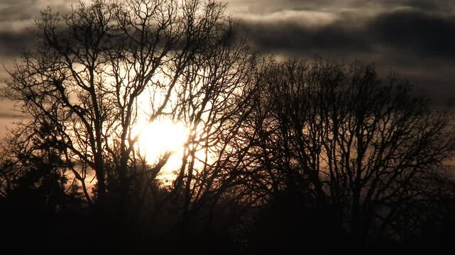 Time lapse at sunset with sun setting behind large, nondescript bare trees on warm and cloudy sky.