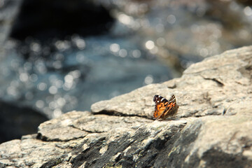Butterfly on Rock
