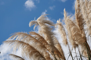 Beautiful Golden Pampas Grass Standing Tall Against a Clear Blue Sky