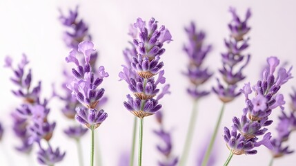 Obraz premium modern and colorful illustration of beautiful lavender flowers on a white background
