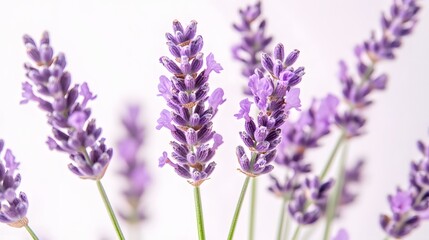 Obraz premium modern and colorful illustration of beautiful lavender flowers on a white background
