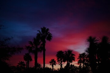 palm trees at sunset