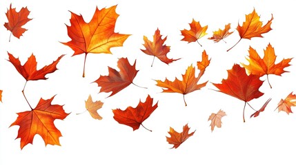 Graceful Autumn Maple Leaves Dancing in the Air, Capturing the Natural Flow and Movement Against a Transparent Background. Serene and Dynamic Fall Scene.