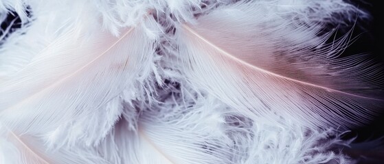 Soft White Feathers Close up  Light  Airy  Texture Background