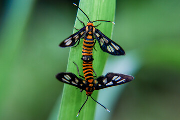Close up Black and orange insects are reproducing, mating bug, mating insect