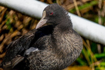 オオバンのアップ