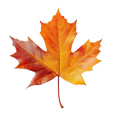 maple leaf isolated on white
