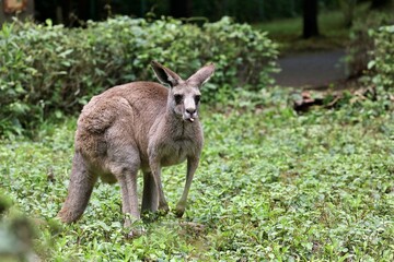 舌を出すオオカンガルー