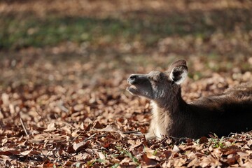 落ち葉の上で寝そべりあくびをするオオカンガルー