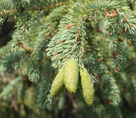 Black Hills Spruce tree leaves and cones in spring, Colorado
