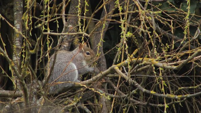 Grey Squirrel Stretching To Reach And Eat Small Leaves Buds From Thin Willow Tree Branch Close Up UK England Hertfordshire Borehamwood