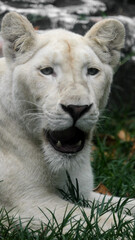 White lion, a symbol of grace and strength, the white lioness captivates with her majestic presence and natural leadership
