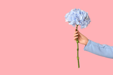 Female hand with beautiful hydrangea on pink background