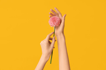 Female hands with beautiful dahlia on yellow background