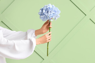 Female hands with beautiful hydrangea on green background