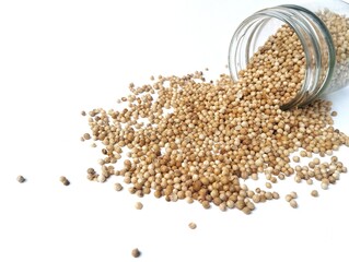 Fresh coriander seeds isolated on white background. Food ingredient
