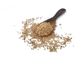 Fresh coriander seeds on wooden spoon isolated on white background. Food ingredient 