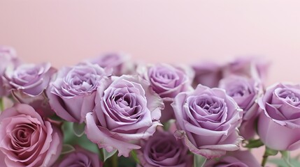Purple roses on lilac minimal background Banner HD Valentine's Day Lovers, Dating, Love, Romance, Flowers, Floral