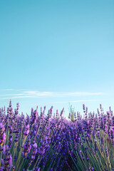 Tranquil Lavender Field Under Clear Blue Sky Highlighting Hues of Purple and Blue in Serene Landscape