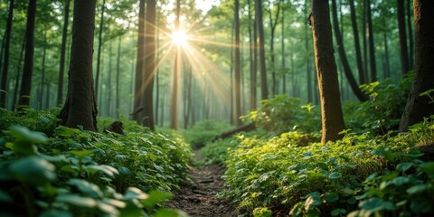 Obraz premium Sun Dappled Forest Path: A tranquil woodland scene with a sunbeam piercing through the canopy, illuminating a winding path amidst lush greenery. The image evokes a sense of serenity, adventure.
