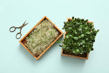 Wooden boxes with micro green and scissors on color background