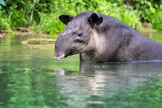 Tapir centroamericano (Tapirus bairdii) nadando en el r&iacute;o.