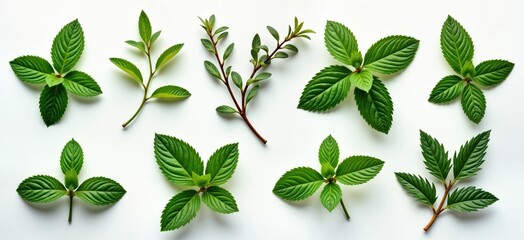 Fresh mint leaves and sprigs arranged attractively against a plain white backdrop. Aromatic mint plants with various arrangements. Ideal for food photography beverage or herbal tea design projects.
