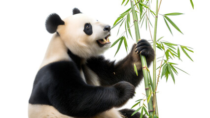Obraz premium Close-up of giant panda feeding on bamboo in natural habitat at wildlife sanctuary
