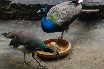 Indian Peacocks eating seeds and grains from bird poultry feeder