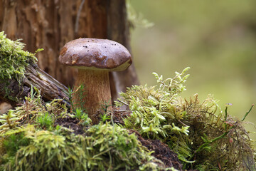 Boletus pinophilus mushroom growing in the woods