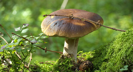 Boletus mushroom growing in a verdant forest setting, surrounded by vibrant green moss