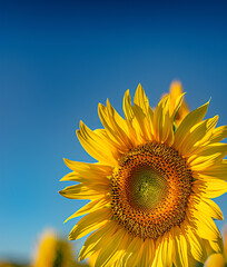 A_vibrant_yellow_sunflower