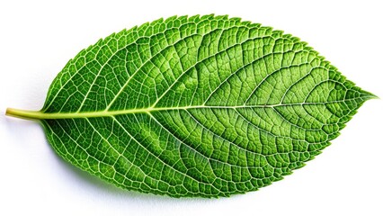 Obraz premium Crisp studio shot: vibrant green leaf, detailed texture, minimalist composition on white, botanical photography.