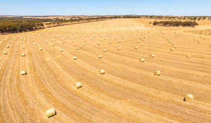 Rolled hay bales or marshmellows in the Wheatbelt of Western Australia © Reto Ammann